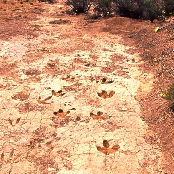 RUTA PALEONTOLÓGICA DE COAHUILA
